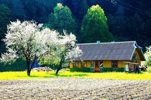 Продажа земельного участка в Карпатах #1348510