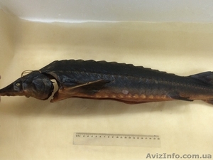 Осетр горячего и холодного копчения #1344900