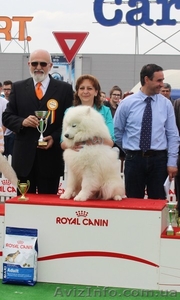 Великолепные щенки Самоеда от ИнтерЧемпиона #1354666