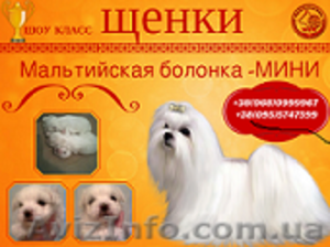 Продам красивых Мальтезе мини #1345512