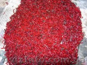 мотыль оптом и в розницу #1347964