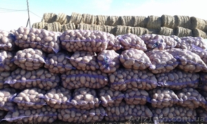 Картофель напрямую от фермерских хозяйств. #1344455