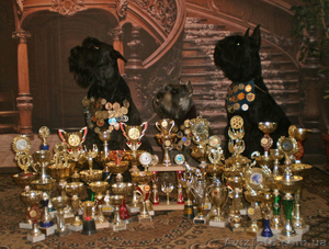 Питомник
