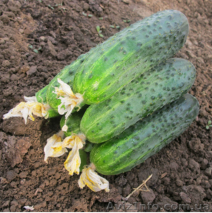 Семена огурцов оптом и в розницу  оптом и в розницу #1348746