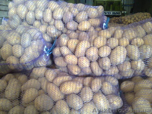 Картофель оптом. Картопля оптом #1353002