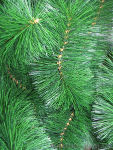 Красивая сосна из лески #1345585