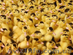 Продам птицу в  Харьковской,  Сумской,  Полтавской,  Черниговской обл #1345710