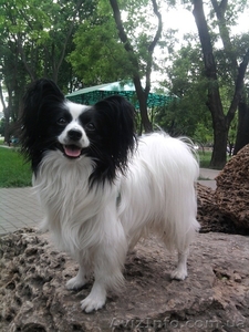 Предлагается для вязки молодой очень красивый кобель папильона #1347711