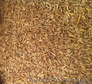 Зерновые с шелухой. Некондиция,  отходы зернобобовых #1348377