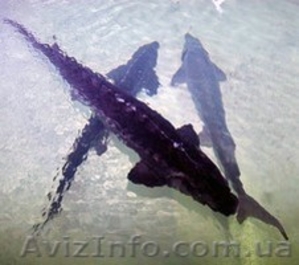 Осетр живой,  стерлядь,  бестер  #1344901