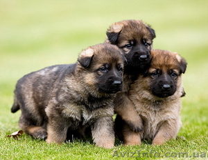 породистые щенки немецких овчарок,  рабочего разведения #1358299