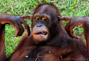 Экологичные товары,  экологичный менеджмент,  технологии. #1355607