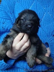 Цуценята ДОВГОШЕРСТОЇ НІМЕЦЬКОЇ ВІВЧАРКИ #1357290