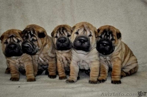 Щенки шарпея - верный друг для Вас и Вашей семьи #1361149