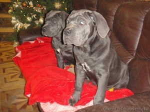 Голубой щенок Кане Корсо #1362445