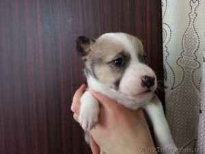 Щенки стаффордширского терьера метисы #1364305