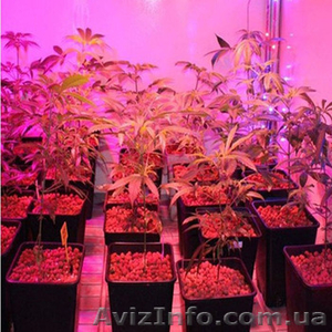 Фитолампы для растений #1365229