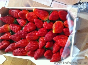 Продаем  клубнику из Испании #1366002