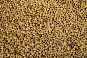 Продам сою (Цибулев) #1362401