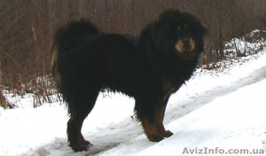 Продаются щенки ТИБЕТСКОГО МАСТИФА #1363972