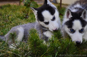 Малыши сибирский хаски КСУ. #816870
