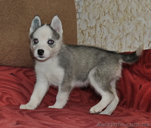 Сибирский хаски щенки КСУ-FCI  #797613