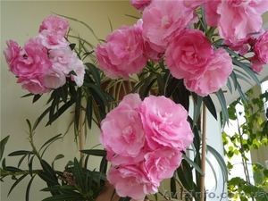 Олеандр 2х годичные саженцы #1355452