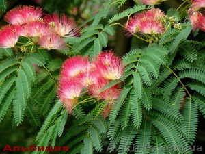 Продам саженцы ленкоранской альбиции. #1362520