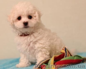 Продаю чистопородных щенков Бишон-Фризе.  #1349976