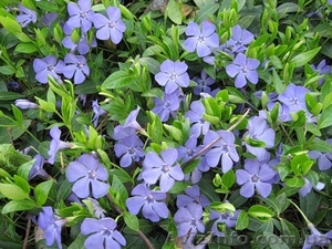 Продам саженцы барвинка: голубой и сине-фиолетовый. #1362525