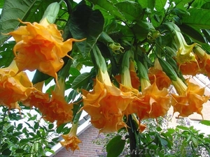 Продам саженцы бругмансии махровой оранжевой (Langenbusсher Garten) и белой прос #1364901