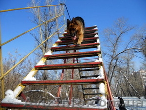 Школа дрессировки собак #1358298