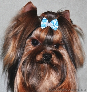 Супер красивый мини йорк(йоркширский терьер)для вязки. #1365354
