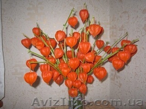 Продам саженцы физалиса декоративного. #1362521