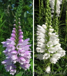 Продам саженцы физостегии виргинской розовой и белой. #1364951