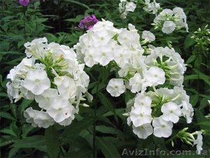 Продам саженцы флоксов: метельчатых и шиловидных. #1364952