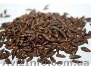 Почки березовые,  березові бруньки #1355288