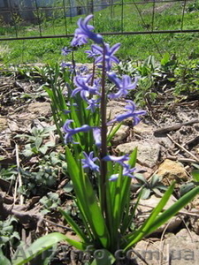 Продам луковицы гиацинтов. #1364908