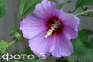 Продам саженцы древовидных (сирийских)гибискусов. #1364906