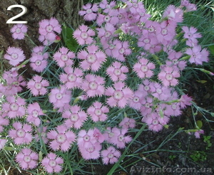 Продам саженцы гвоздики перистой махровой и простой. #1364903