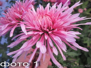 Продам саженцы хризантем: высокорослые и веточные. #1364955