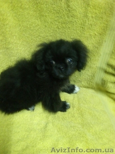 Продам щенки пекинеса в Харькове. Редкий черный окрас. Черный пекинес. #1361970