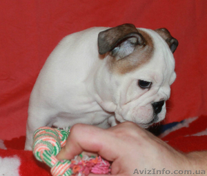 щенки английского бульдога #1356905