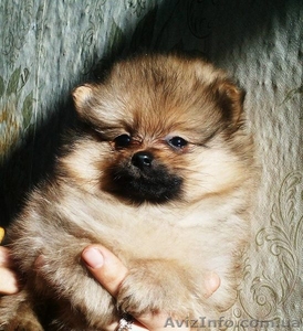 Пподам померанский шпиц  #1363103