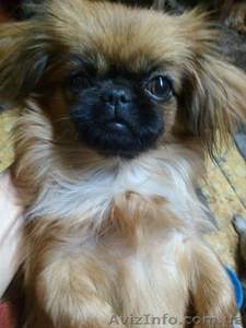 Продам Щенков пекинеса - породистую девочку #1337126