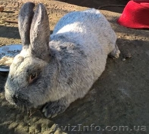 Чистопород.кролики Серебро #1355510
