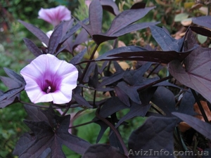 Продам укорененные черенки ипомеи батат Sweet Caroline Purple. #1364915