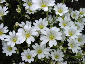 Продам саженцы ясколки. #1364956