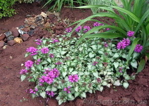 Продам саженцы яснотки мраморной – почвопокровное растение. #1364957