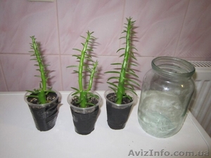 Продам кактус с мягкими колючками. #1364923